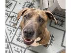 Sandy Labrador Retriever Adult Female