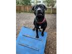 Schnitzel American Pit Bull Terrier Adult Male