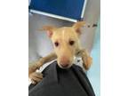 BERT Mixed Breed (Medium) Puppy Male