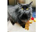 Jade Domestic Mediumhair Senior Female