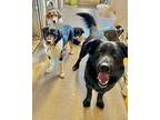 Kuda Labrador Retriever Adult Male