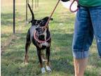Baxter Rottweiler Adult Male