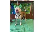 Prince American Pit Bull Terrier Adult Male
