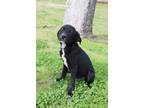 Mickey Labrador Retriever Puppy Male