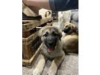 Fendi Great Pyrenees Puppy Female
