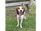 Blackjack Treeing Walker Coonhound Adult Male