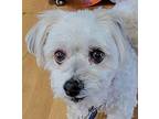 Daisy 11 Havanese Senior Female