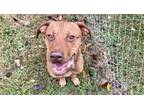 Jeff Rhodesian Ridgeback Adult Male