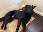 Scully Labrador Retriever Young Male