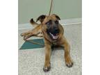 Zeus German Shepherd Dog Adult Male