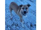 Chunk American Pit Bull Terrier Young Male