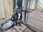 HUEY R American Pit Bull Terrier Adult Male