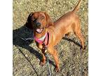 Sugar Bear Redbone Coonhound Adult Female
