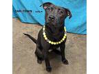 Coco Chanel Labrador Retriever Young Female