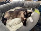 Precious 2 Siamese Adult Female