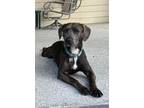 WILLOW American Pit Bull Terrier Young Female