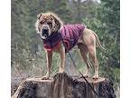 HERCULES Shar Pei Adult Male