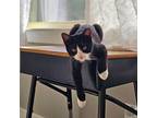 Tweedle Dee Domestic Shorthair Kitten Male