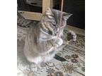 Calliope Tabby Adult Female