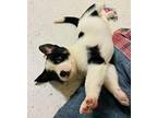 Mystic Border Collie Puppy Female