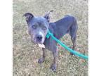 Oso American Pit Bull Terrier Adult Male