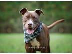Peter aka Max American Pit Bull Terrier Adult Male