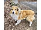Oakley Sheltie, Shetland Sheepdog Young Male