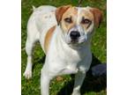 Nina Beagle Adult Female