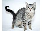 Black Caviar Tabby Young Male