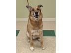 Preston German Shepherd Dog Adult Male