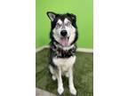 Tiffany Husky Adult Female