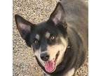 Koda Husky Adult Male
