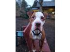 Arrow American Pit Bull Terrier Adult Male