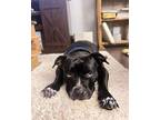 Prime American Staffordshire Terrier Adult Male