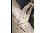 Jill Cannonball Turkish Van Adult Female