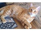 Niblet- (glenna) Domestic Shorthair Kitten Male