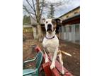 Toothpick American Pit Bull Terrier Adult Female