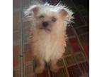 Rusty S Shih Tzu Puppy Male