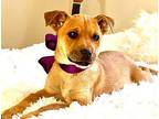 Clementine Terrier (Unknown Type, Medium) Puppy Female