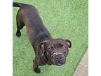 Harlow American Pit Bull Terrier Adult Male