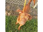 Lil Ann Vizsla Puppy Female