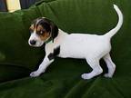 Sparrow Treeing Walker Coonhound Puppy Female