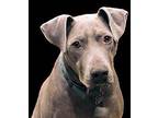 Flapjack Weimaraner Adult Male