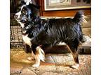 Sweet Pea Australian Shepherd Adult Male