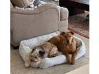 BELEN Carolina Dog Puppy Female
