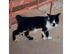 Nelson McClin American Bobtail Kitten Male