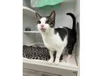 Gabbana Domestic Shorthair Kitten Male