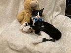 Harris Domestic Shorthair Kitten Male