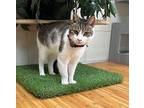 Petey Domestic Shorthair Senior Male
