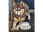 Jasper Alaskan Malamute Adult Male